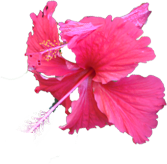 ハイビスカス